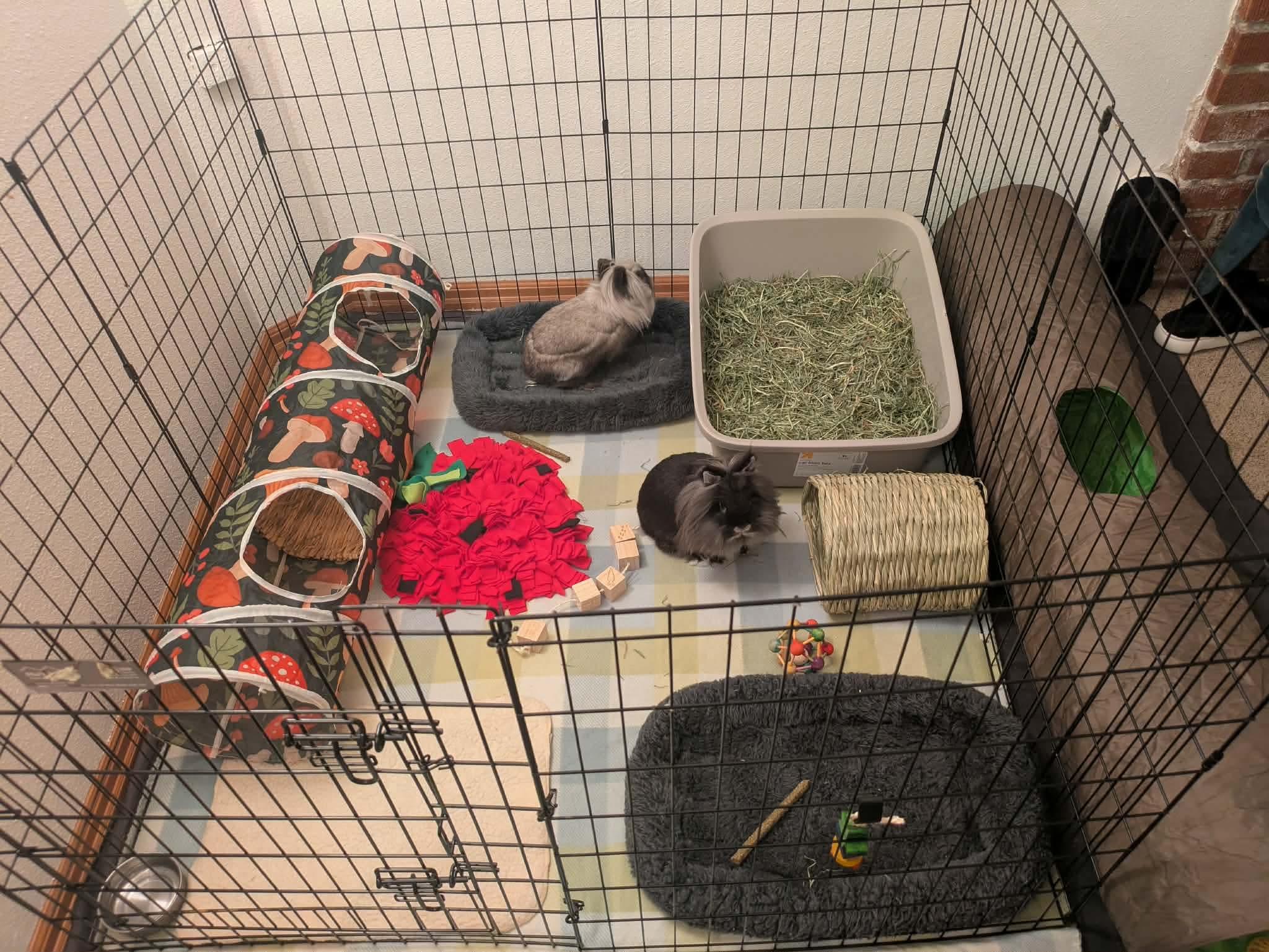 Roscoe & Perry, ADOPTABLE, Adult Male Lionhead.