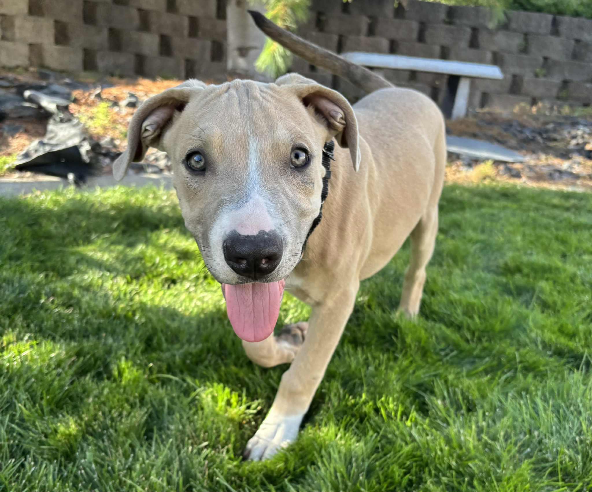 Arthur, an adoptable Pit Bull Terrier in Mead, WA, 99021 | Photo Image 1