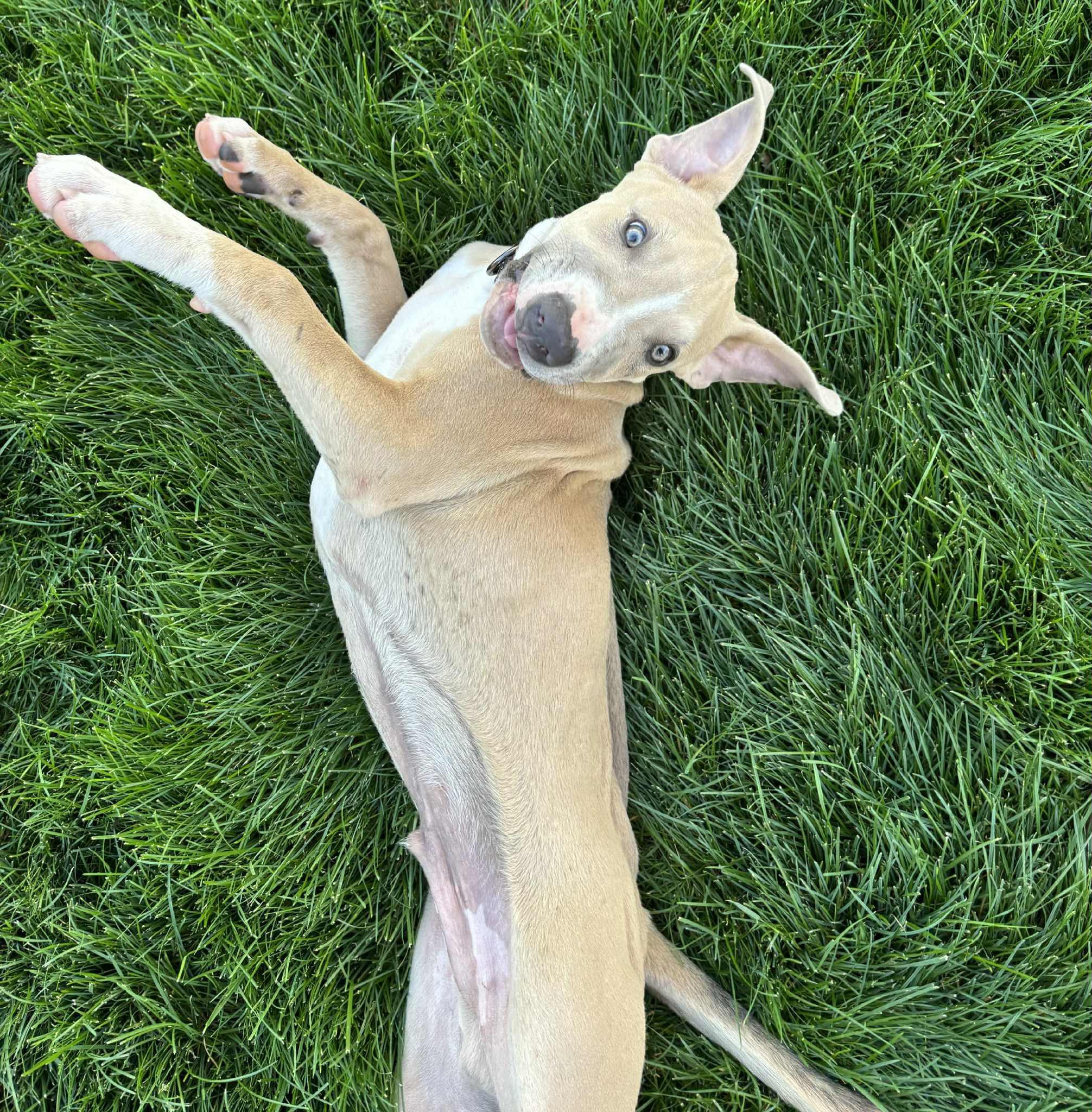 Arthur, an adoptable Pit Bull Terrier in Mead, WA, 99021 | Photo Image 4