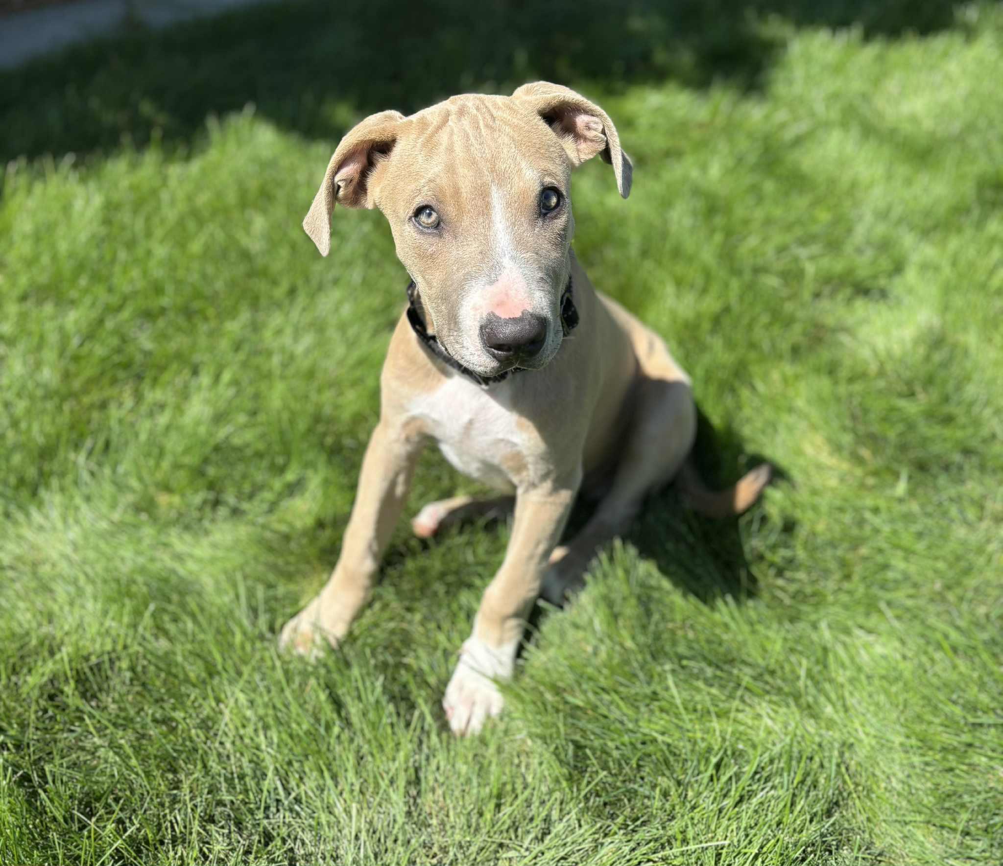 Arthur, an adoptable Pit Bull Terrier in Mead, WA, 99021 | Photo Image 2