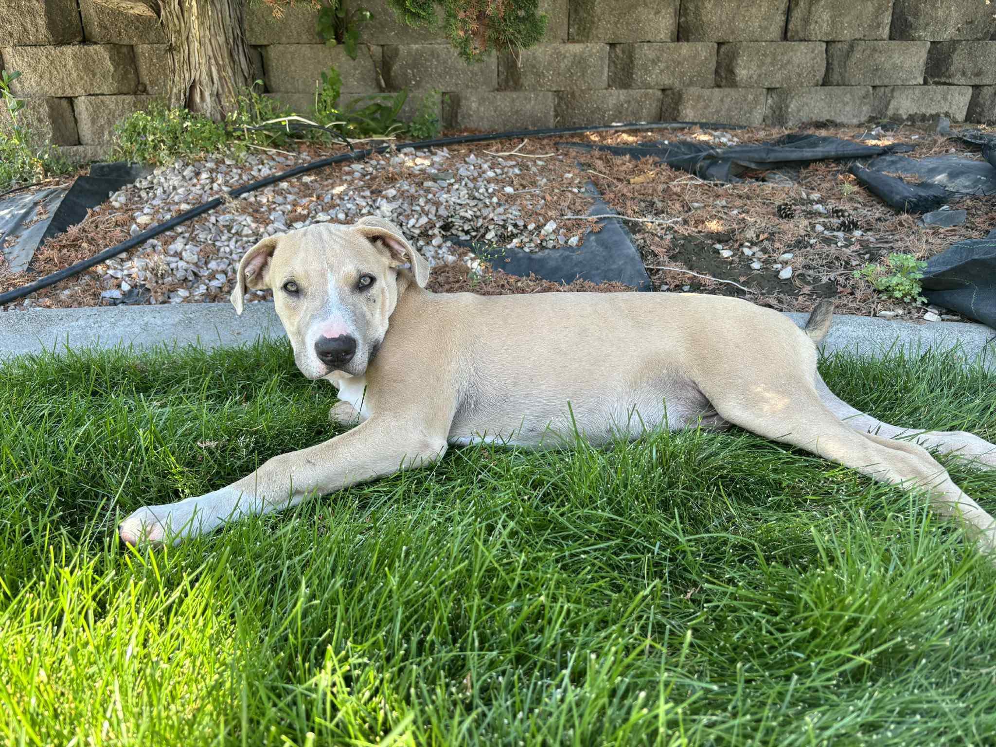 Arthur, an adoptable Pit Bull Terrier in Mead, WA, 99021 | Photo Image 5