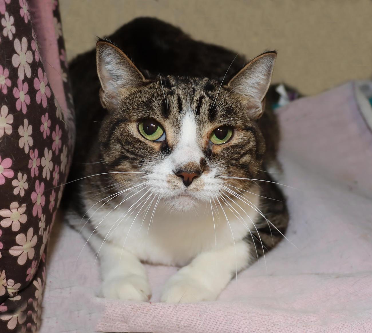 Enlarge Ocean, a Adoptable Domestic Short Hair in Euclid, OH image 1/4