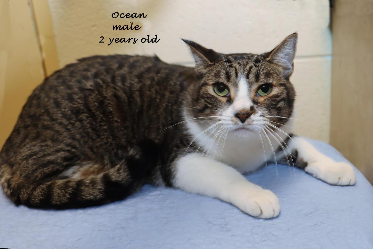 Enlarge Ocean, a Adoptable Domestic Short Hair in Euclid, OH image 2/4