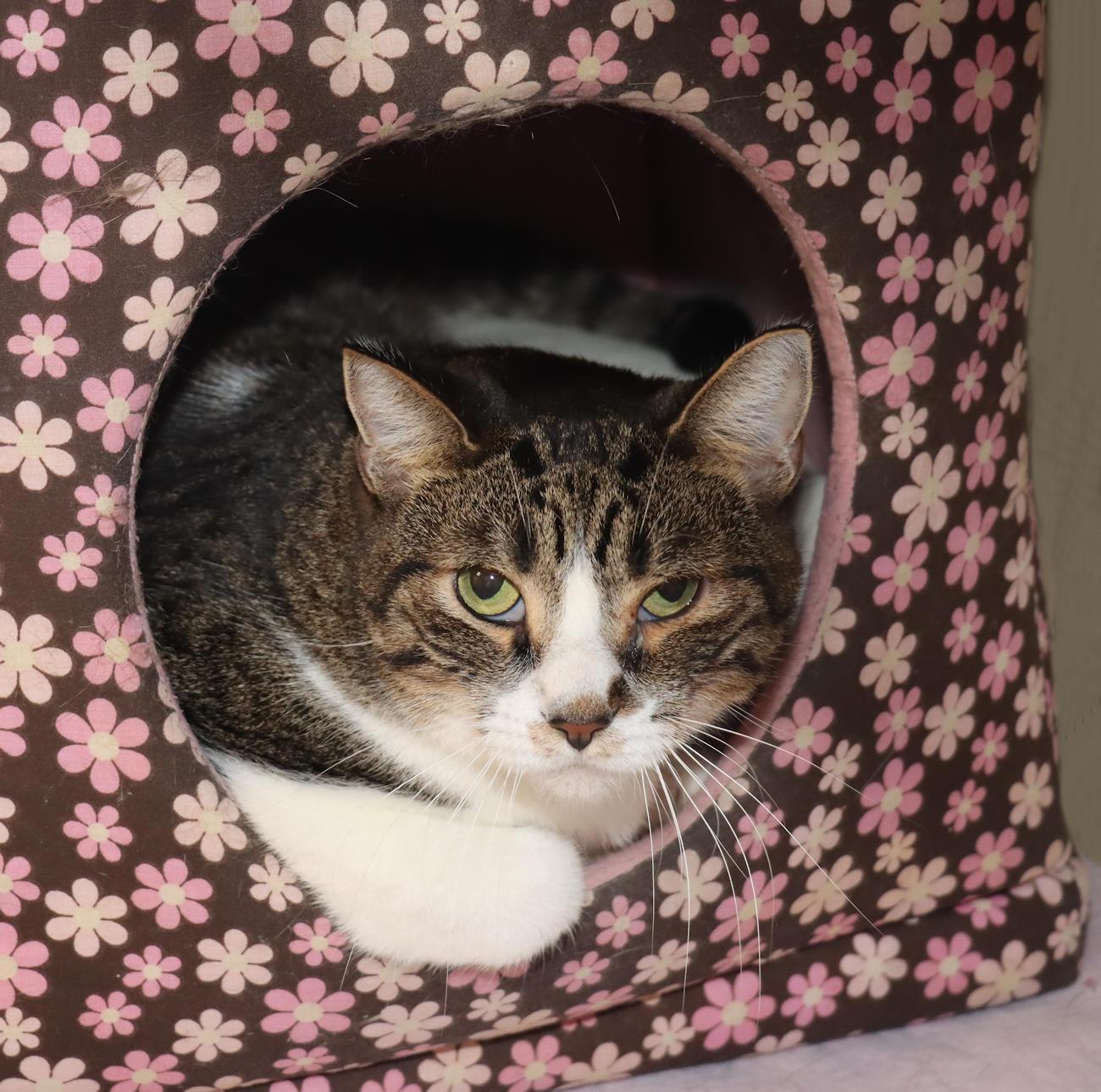 Enlarge Ocean, a Adoptable Domestic Short Hair in Euclid, OH image 3/4