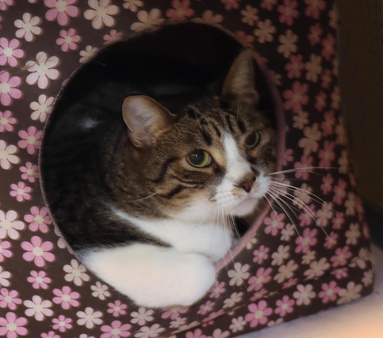 Enlarge Ocean, a Adoptable Domestic Short Hair in Euclid, OH image 4/4