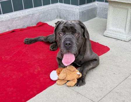 BLUE, Adoptable, Adult Male Cane Corso.