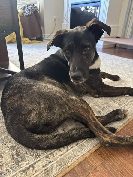 Rocco, ADOPTABLE, Young Male Mountain Cur.