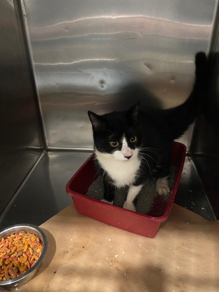 Moon pie, Adoptable, Young Male Domestic Short Hair.