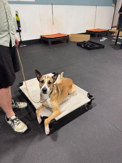 Pogue, Adoptable, Adult Male Mixed Breed & Mixed Breed.
