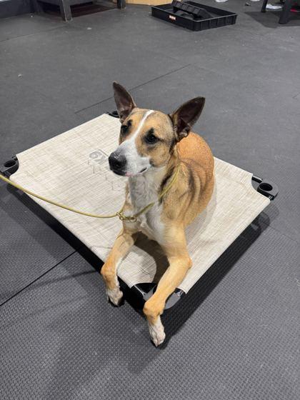 Enlarge Pogue, a Adoptable mixed breed in Sevierville, TN image 2/3