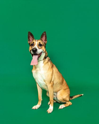 Enlarge Pogue, a Adoptable mixed breed in Sevierville, TN image 3/3