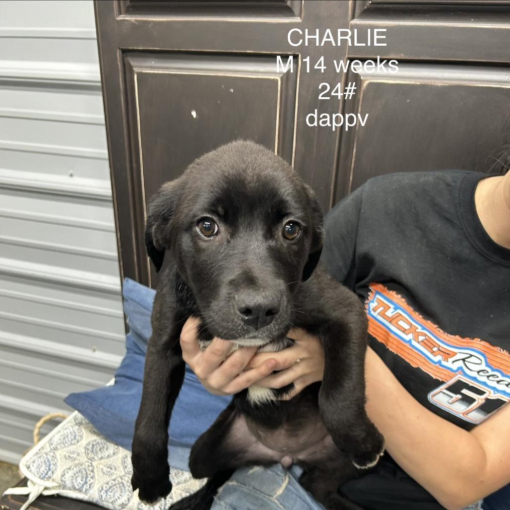Enlarge Charlie, a Adoptable Black Labrador Retriever in Princeton, KY image 1/1