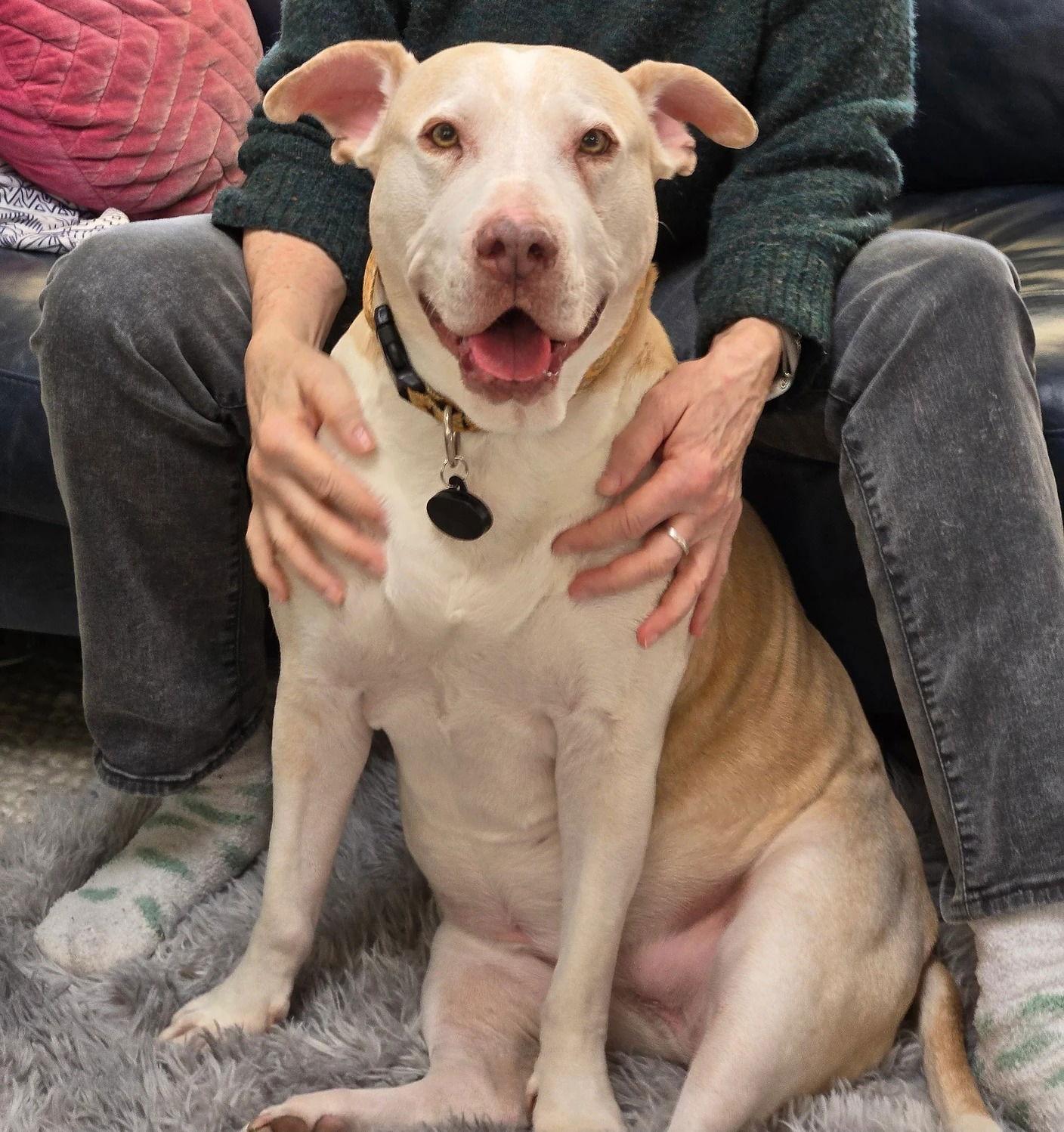 Gracie, a Adoptable mixed breed in Seattle, WA image 1/3