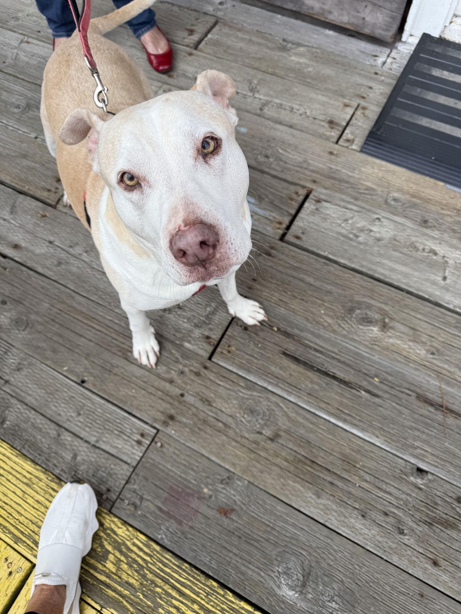 Gracie, a Adoptable mixed breed in Seattle, WA image 3/3