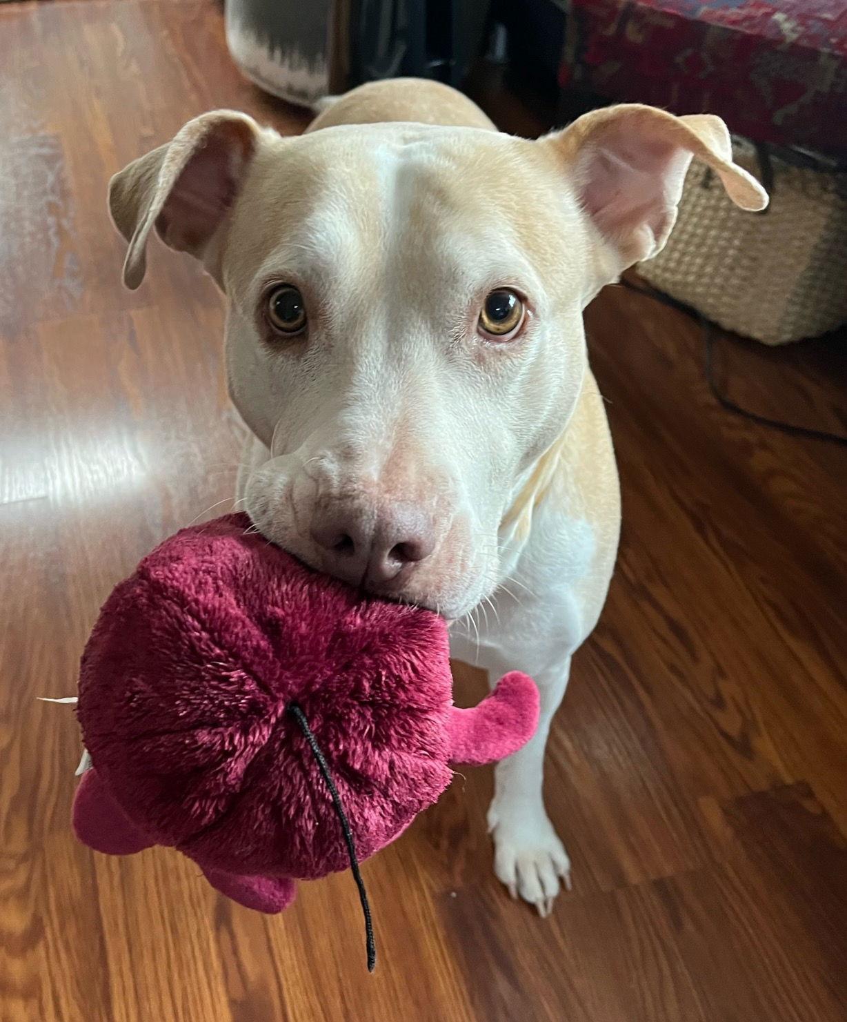 Enlarge Gracie, a Adoptable mixed breed in Seattle, WA image 3/3