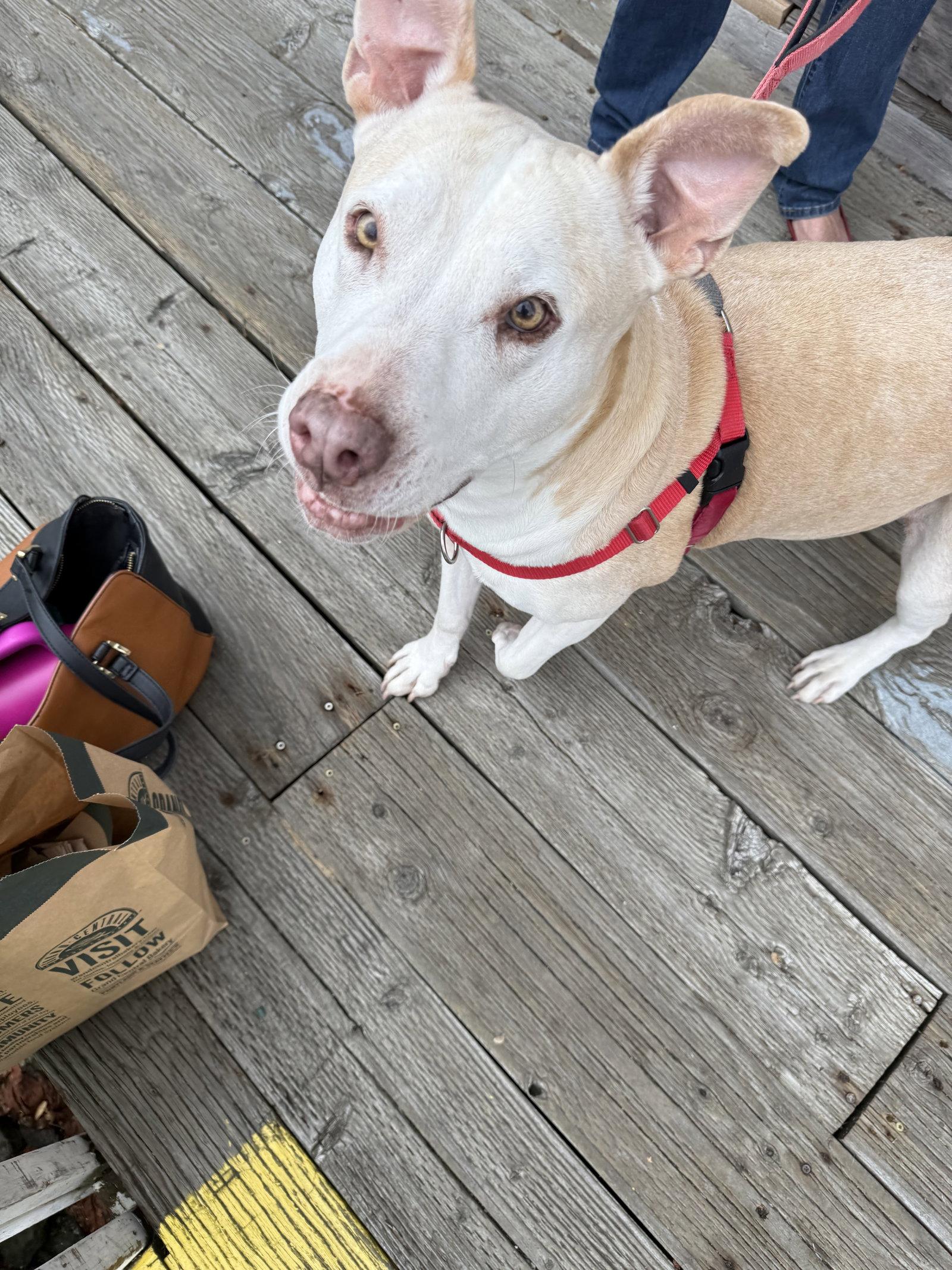 Gracie, a Adoptable mixed breed in Seattle, WA image 3/3