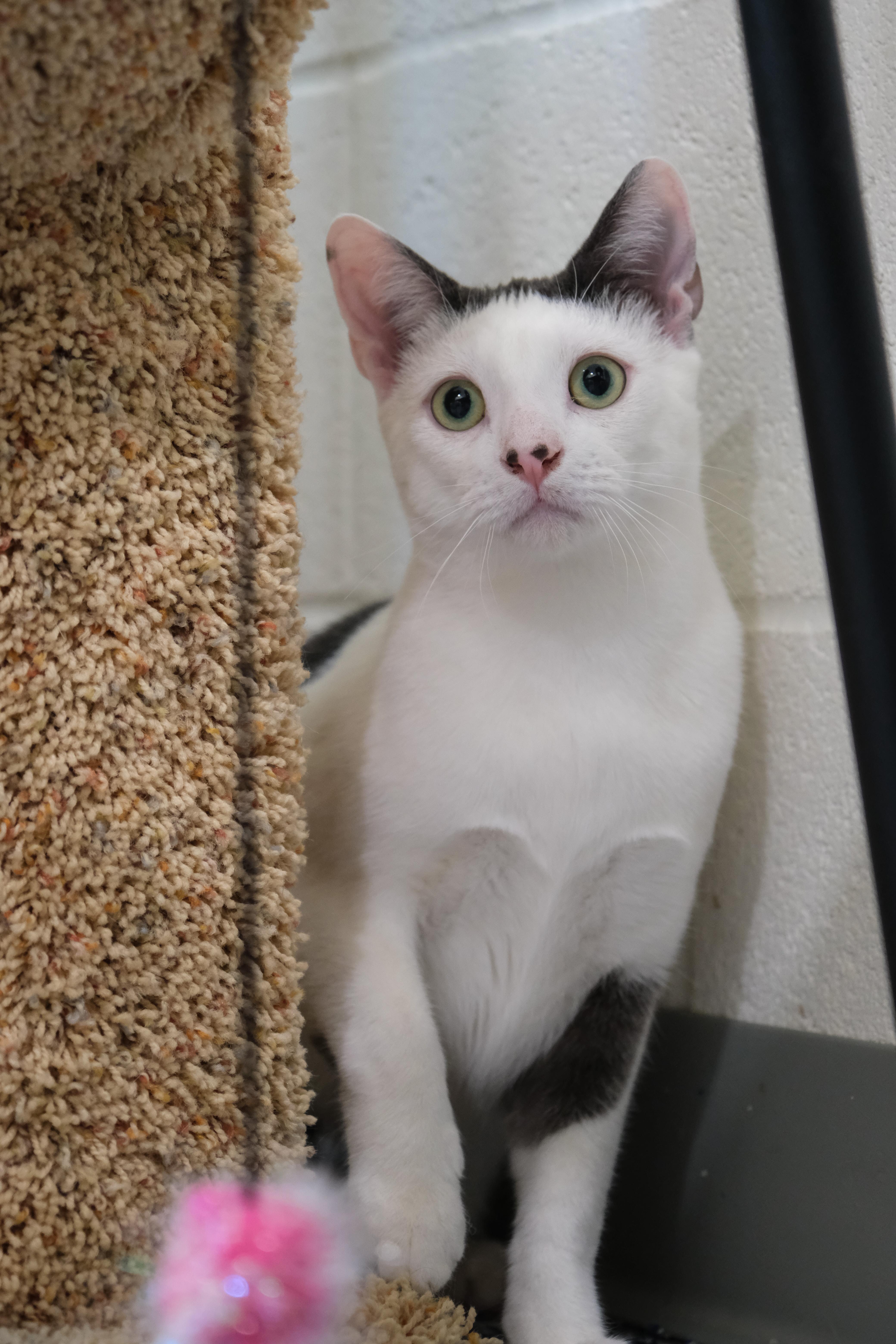 Reggie, a Adoptable Domestic Short Hair in Newport Beach, CA image 6/6