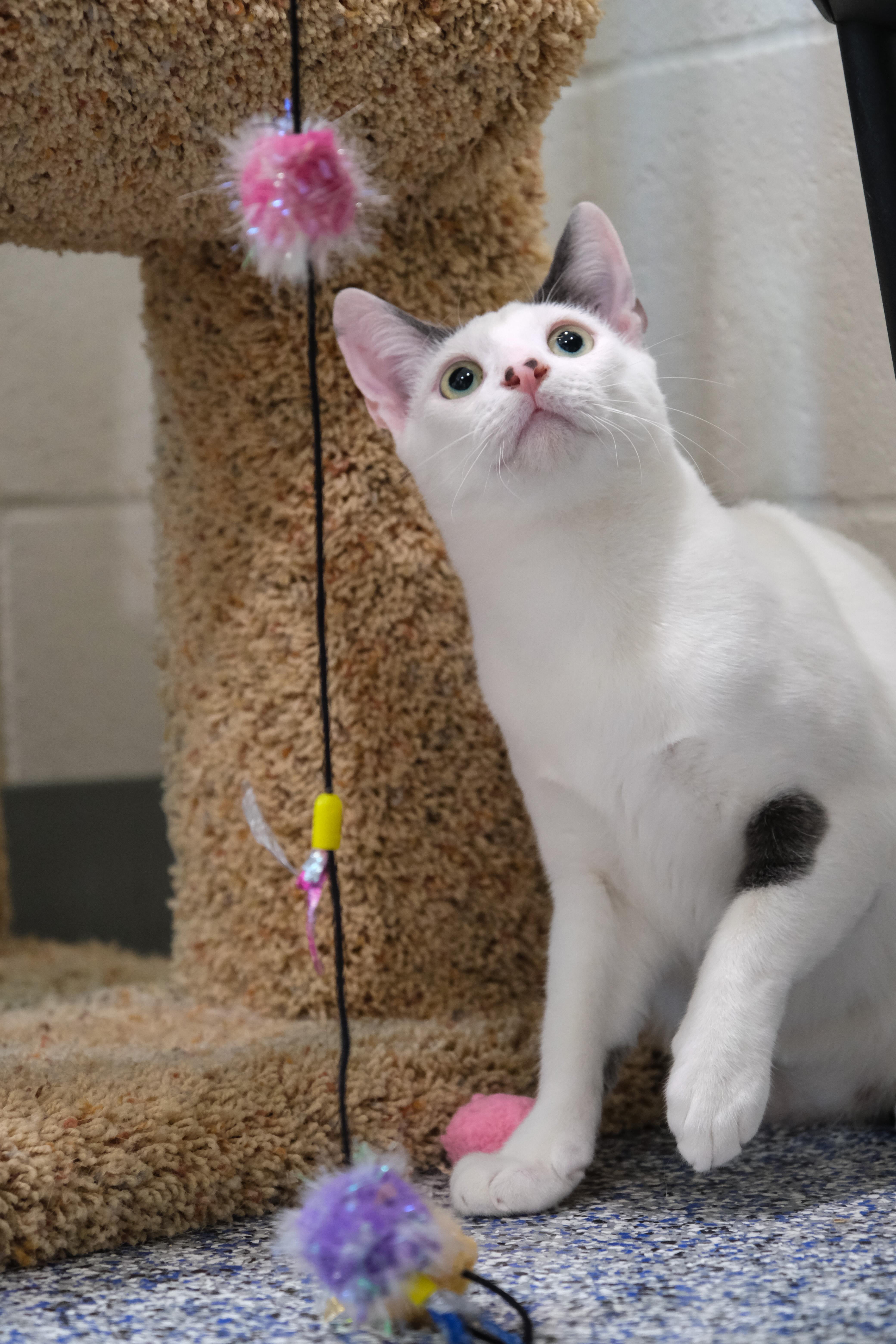 Reggie, a Adoptable Domestic Short Hair in Newport Beach, CA image 3/6