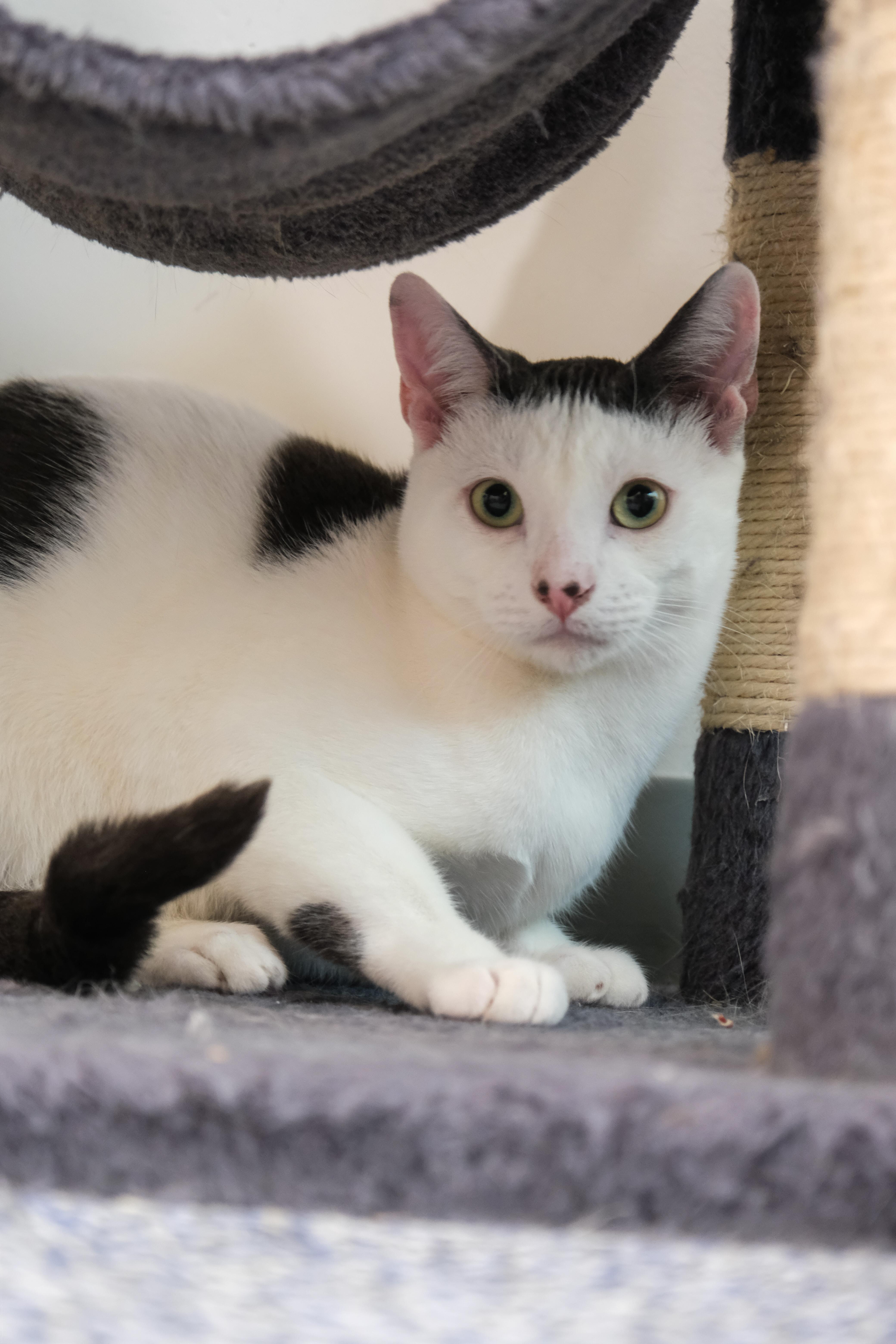 Reggie, a Adoptable Domestic Short Hair in Newport Beach, CA image 4/6