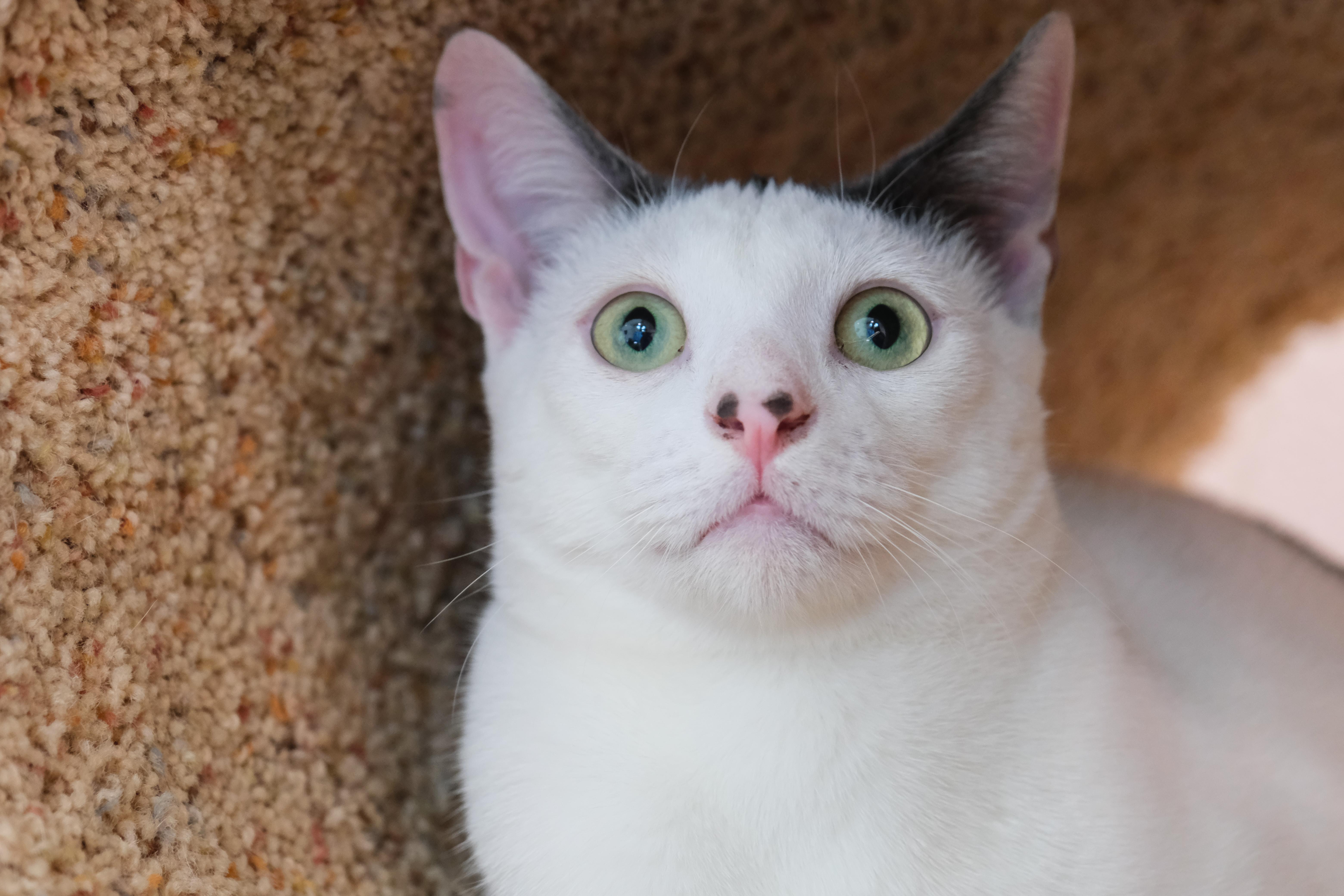 Reggie, a Adoptable Domestic Short Hair in Newport Beach, CA image 2/6