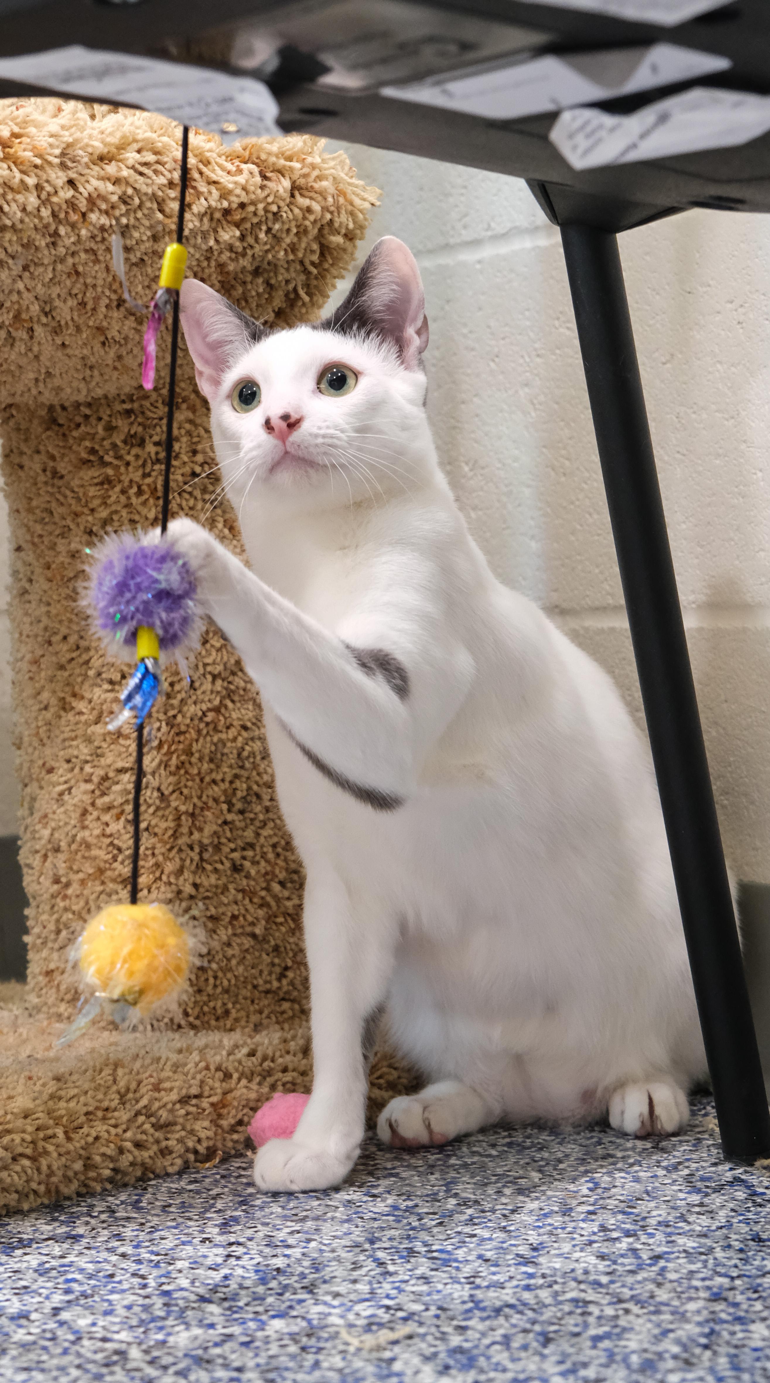 Reggie, Adoptable, Young Male Domestic Short Hair.