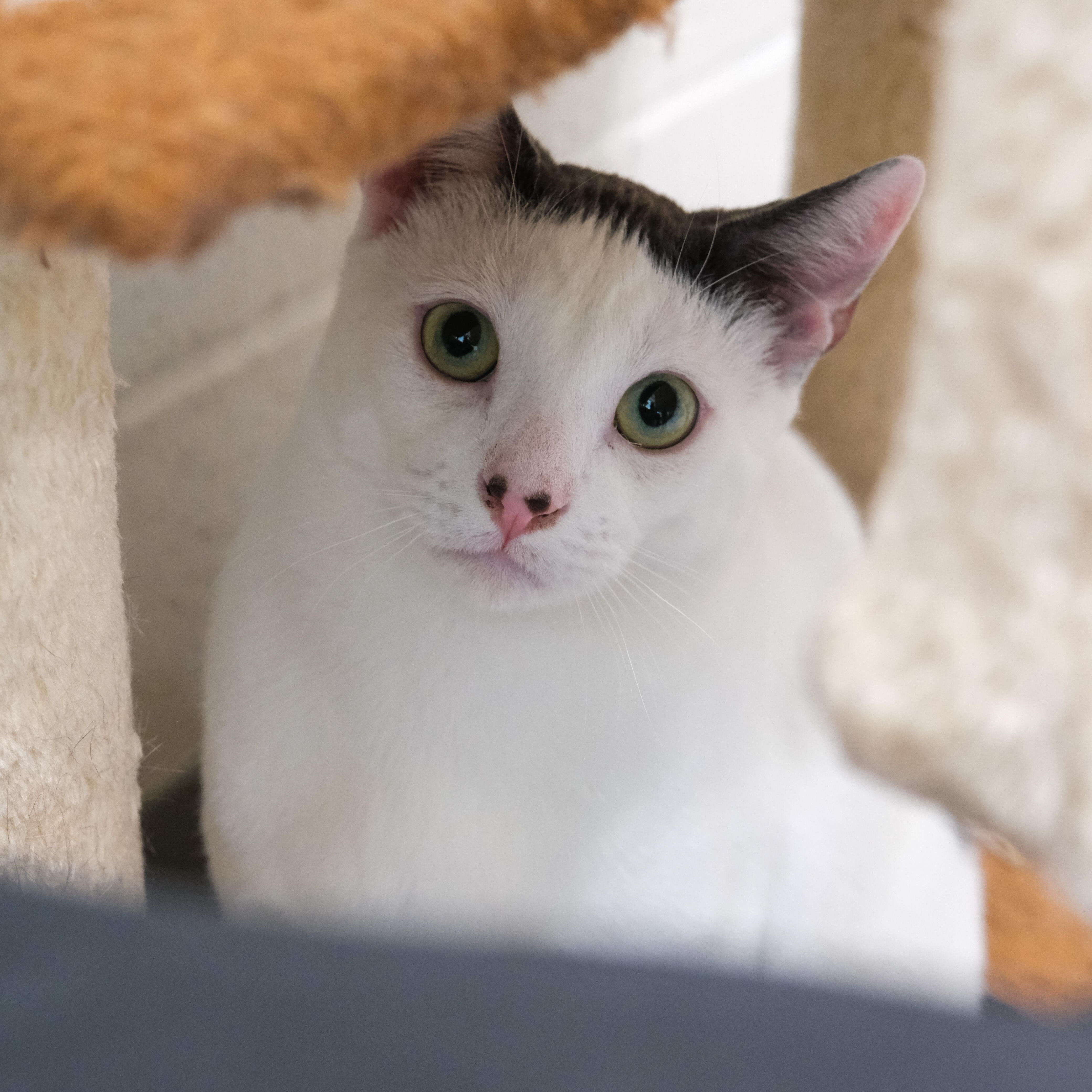Reggie, a Adoptable Domestic Short Hair in Newport Beach, CA image 5/6