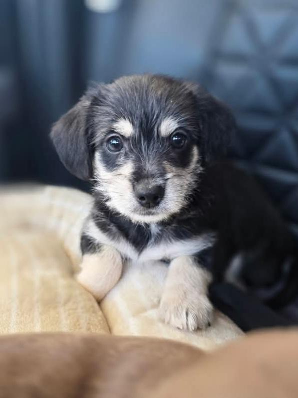 Rider, ADOPTABLE, Puppy Male Chihuahua & Silky Terrier.