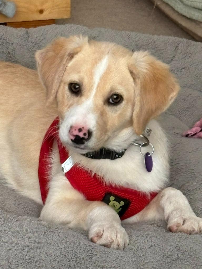 Enlarge Ranger, a Adopted mixed breed in Rockford, IL image 1/5