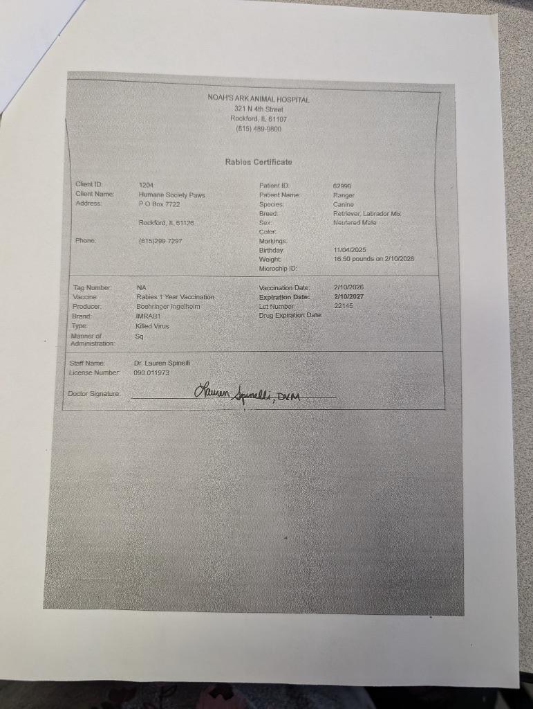 Enlarge Ranger, a Adopted mixed breed in Rockford, IL image 2/5