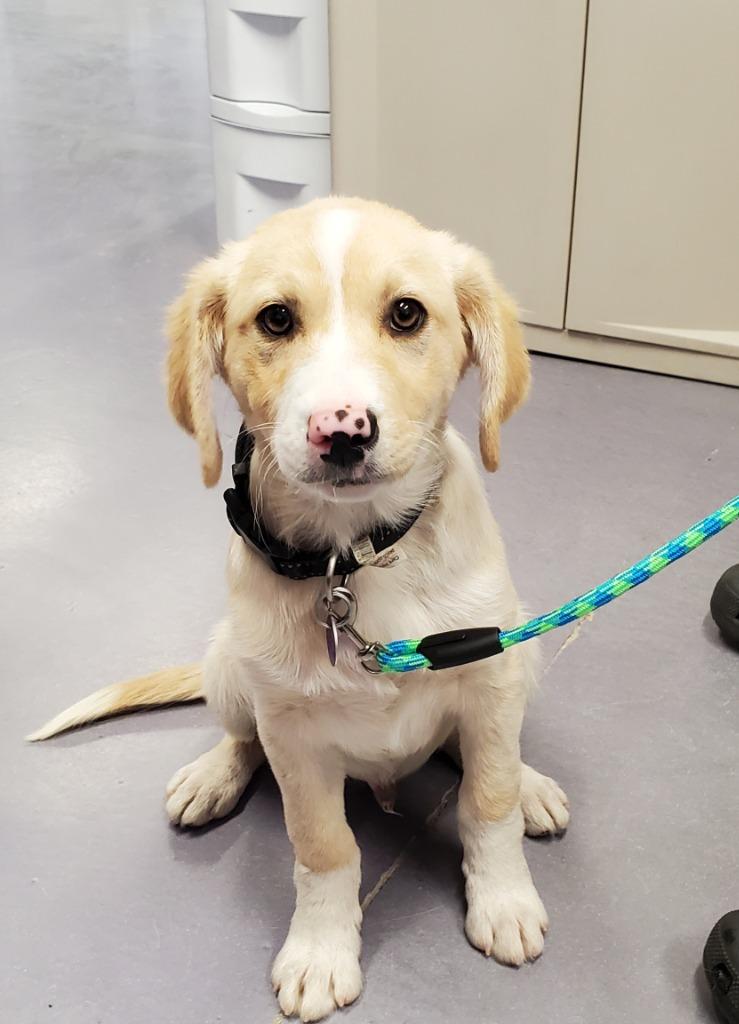 Enlarge Ranger, a Adopted mixed breed in Rockford, IL image 4/5