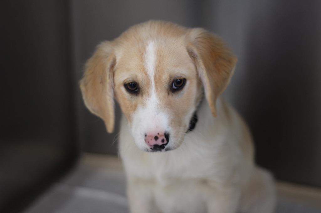 Enlarge Ranger, a Adopted mixed breed in Rockford, IL image 5/5