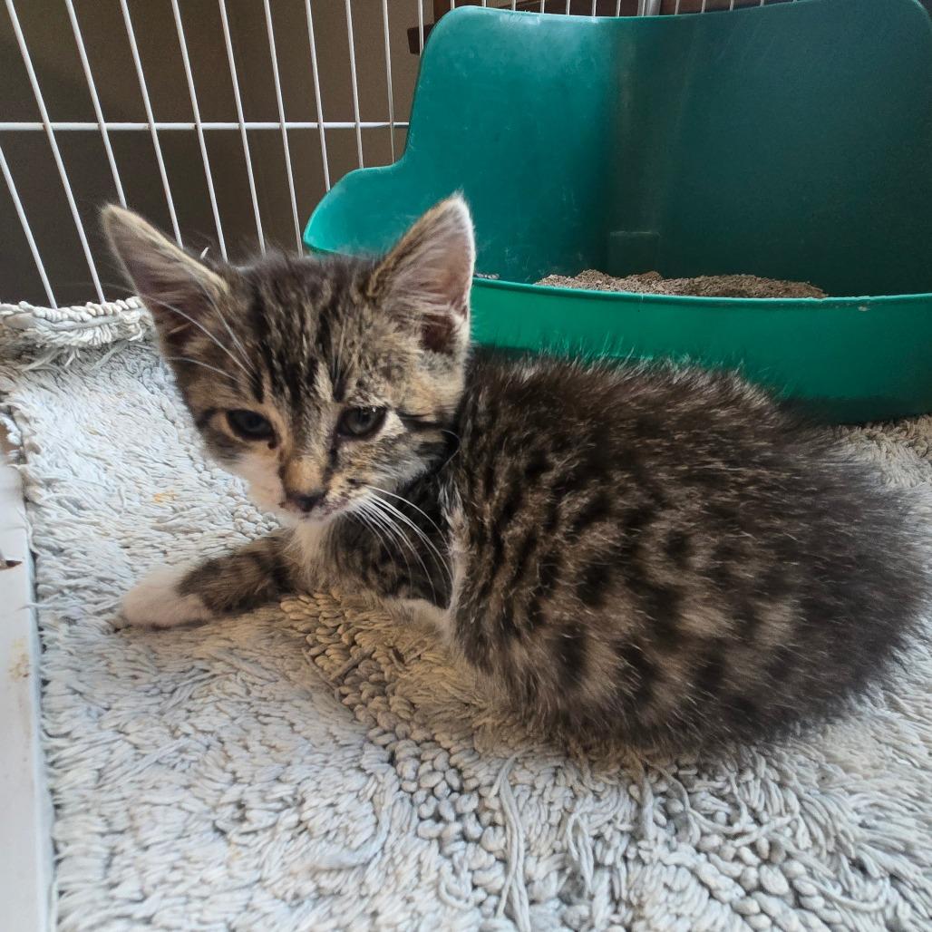 Cleo, Adoptable, Kitten Female Domestic Medium Hair.