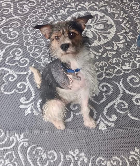 Enlarge Riley, a Adoptable mixed breed in Henderson, NV image 2/2