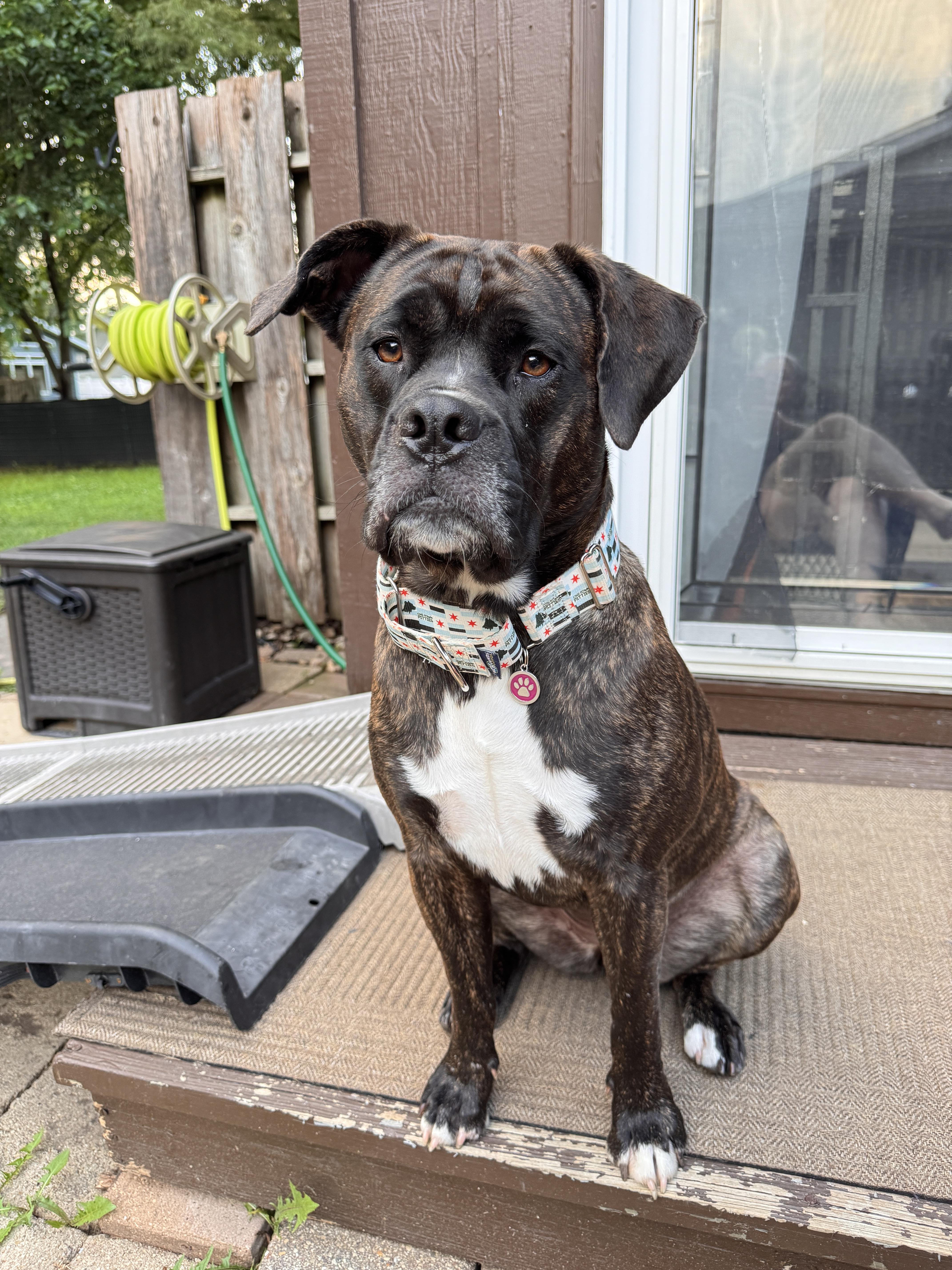 Enlarge Mable, a Adoptable mixed breed in Wheaton, IL image 1/6