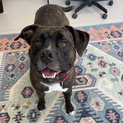 Enlarge Mable, a Adoptable mixed breed in Wheaton, IL image 2/6