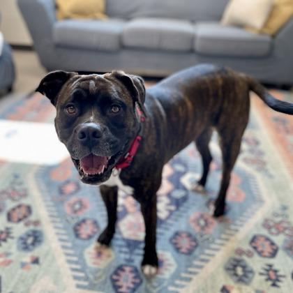 Enlarge Mable, a Adoptable mixed breed in Wheaton, IL image 3/6