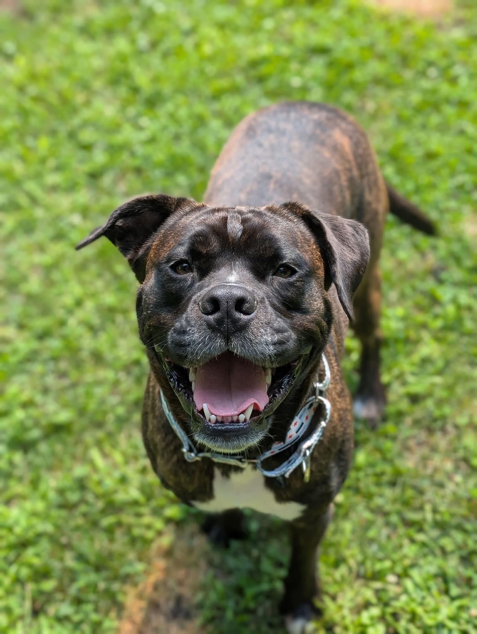Enlarge Mable, a Adoptable mixed breed in Wheaton, IL image 4/6