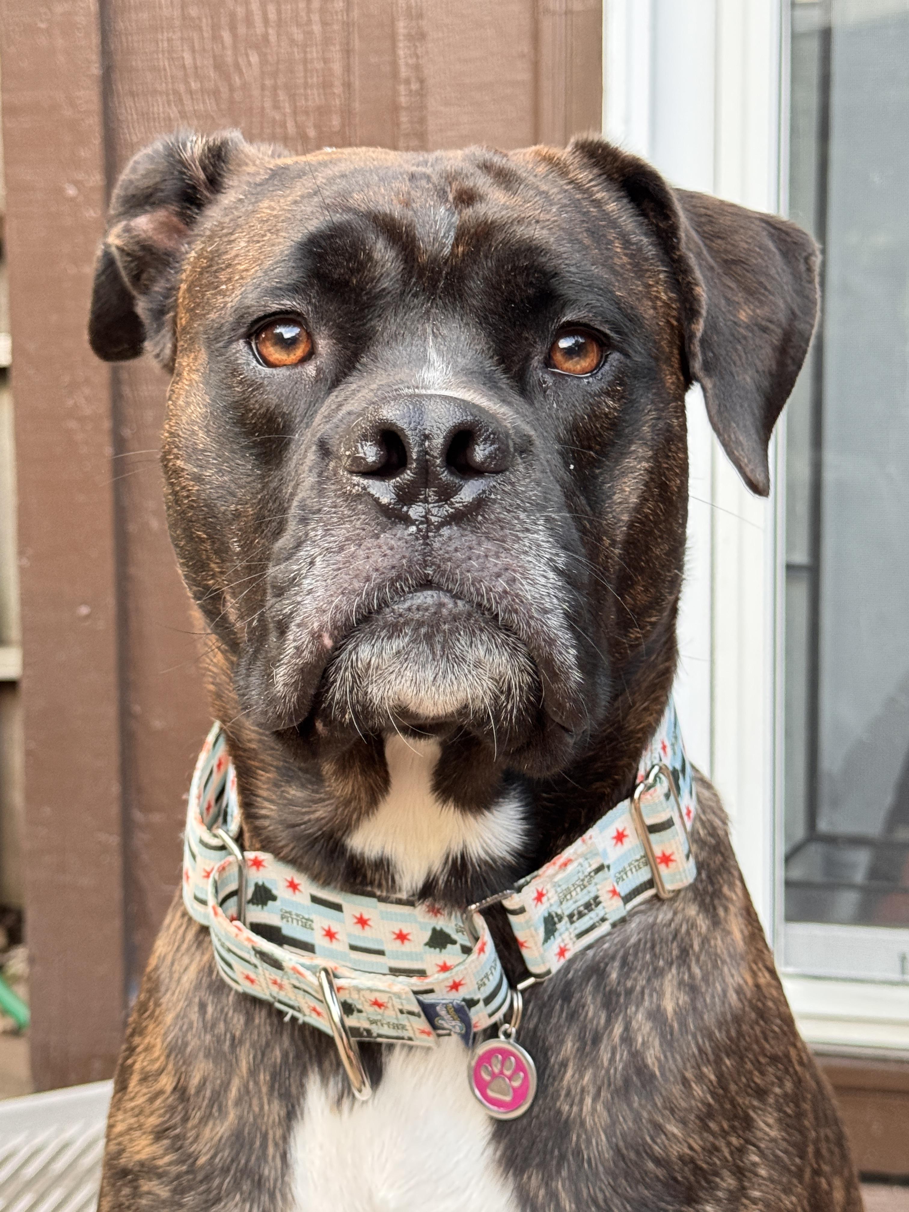 Enlarge Mable, a Adoptable mixed breed in Wheaton, IL image 5/6