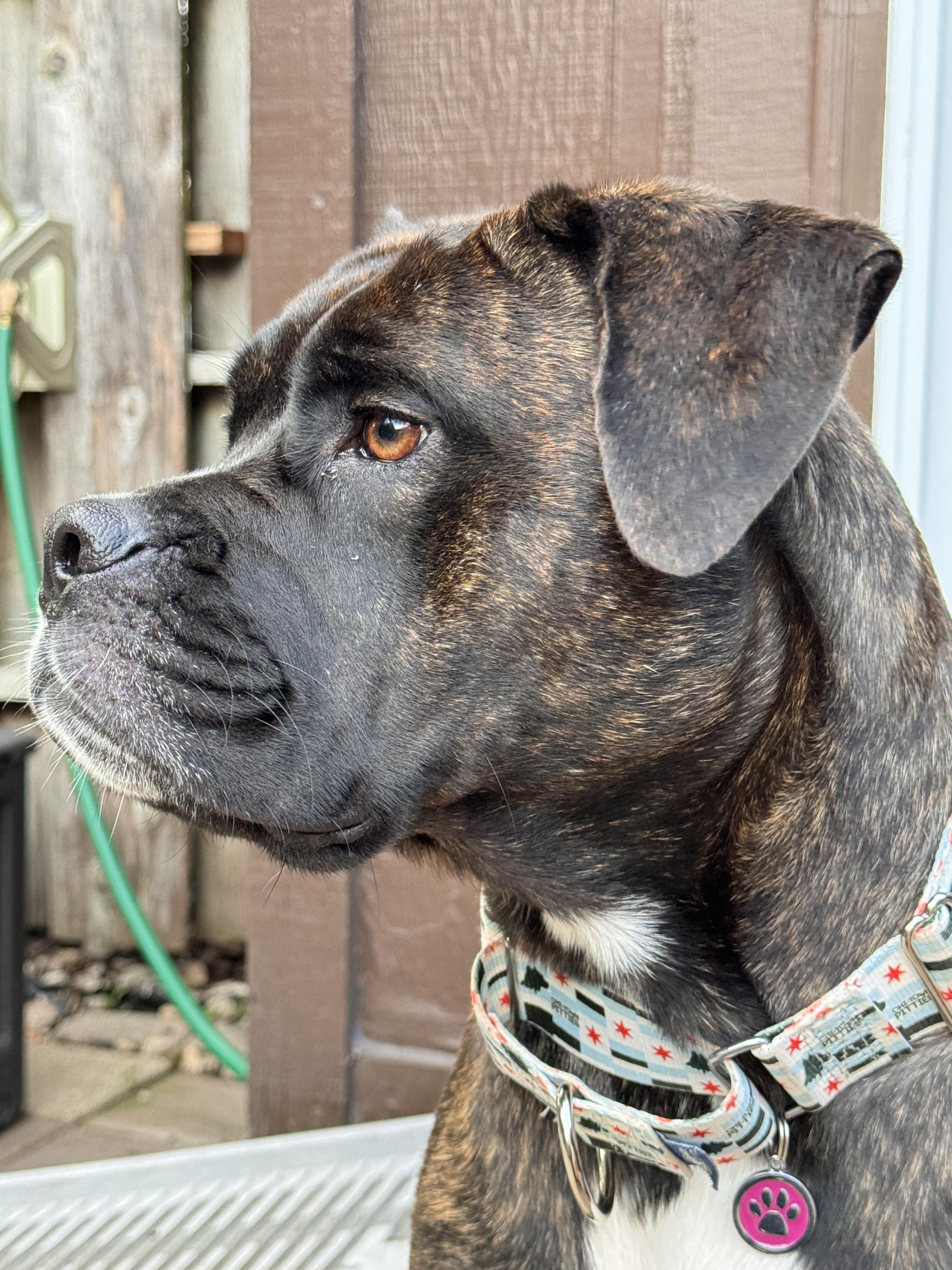 Enlarge Mable, a Adoptable mixed breed in Wheaton, IL image 6/6