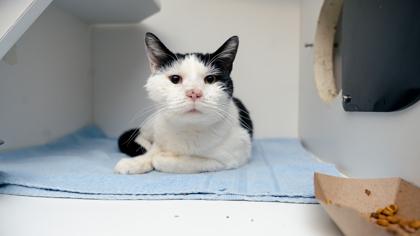 Jenkins — thumbnail 2