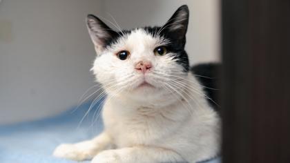 Jenkins — thumbnail 3