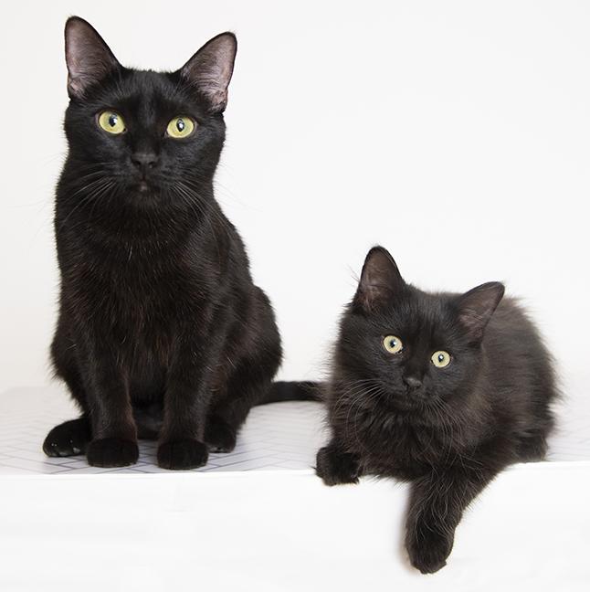 Enlarge Kitten Flint & Mom Lilac, a ADOPTABLE mixed breed in Chicago, IL image 5/5