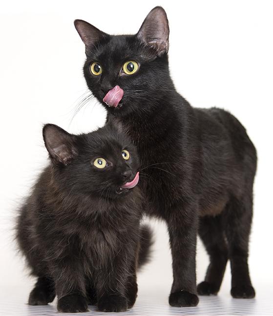 Kitten Flint & Mom Lilac, ADOPTABLE, Young Female Maine Coon & Domestic Short Hair.