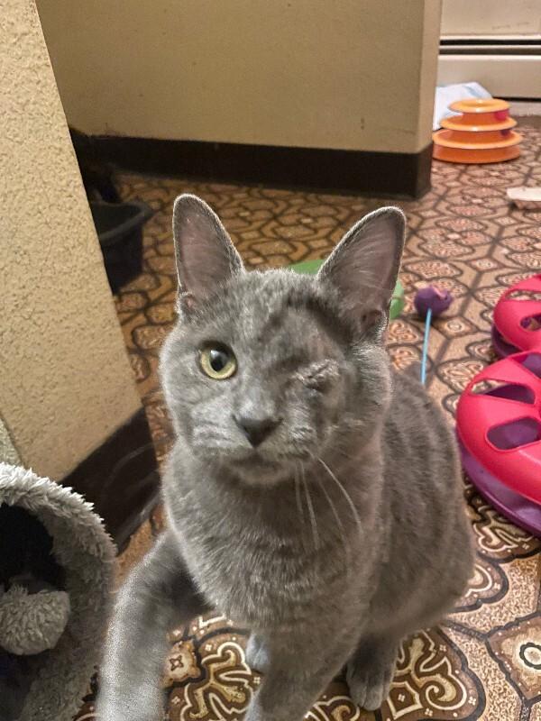 Benedict, a Adoptable Domestic Short Hair in Westminster, CO image 1/4