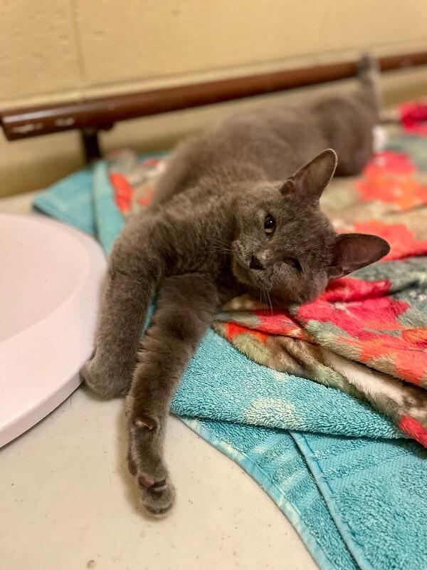 Benedict, a Adoptable Domestic Short Hair in Westminster, CO image 2/4