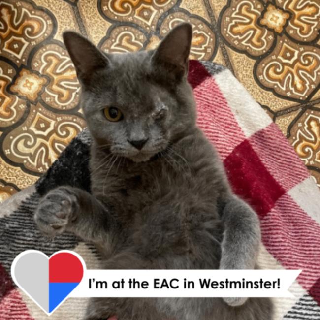 Benedict, a Adoptable Domestic Short Hair in Westminster, CO image 3/4