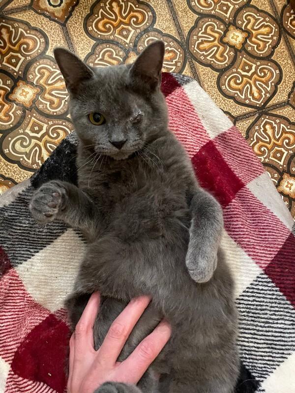 Benedict, a Adoptable Domestic Short Hair in Westminster, CO image 4/4