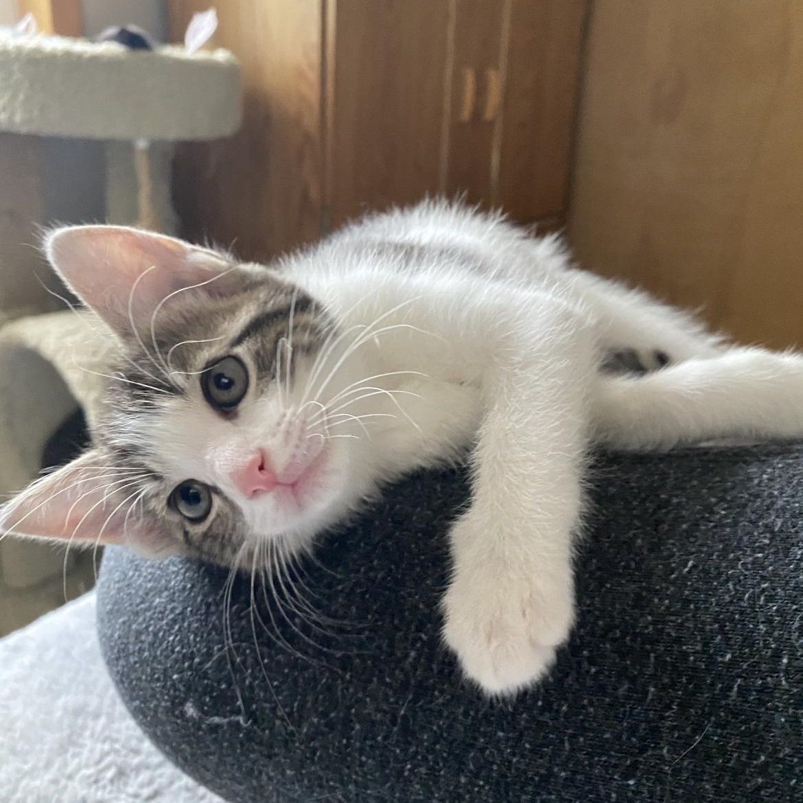 Jewel, Adoptable, Kitten Female Domestic Short Hair & Tabby.