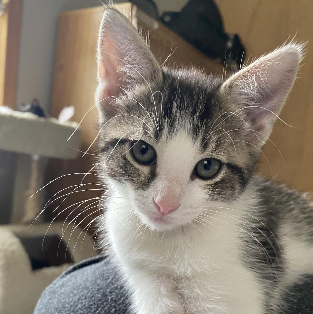 Jewel, a Adoptable mixed breed in Omaha, NE image 2/3
