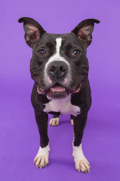 Bier Haus thumbnail 3